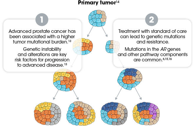 Two main components of advanced prostate cancer heterogeneity in primary tumor